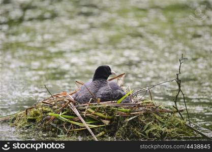 Coot rallidae fulica water bird on nest with chicks
