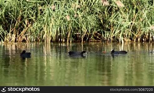 Coots in the lake