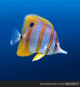 Copperband butterfly fish. Sea life: exotic tropical coral reef copperband butterfly fish (Chelmon rostratus) on natural blue background