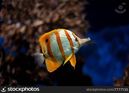 Copperband butterflyfish  Chelmon rostratus  beaked coral saltwater aquarium fish underwater. Copperband butterflyfish Chelmon rostratus