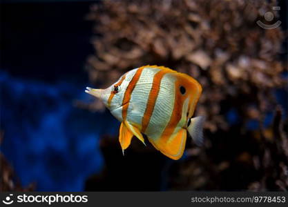 Copperband butterflyfish  Chelmon rostratus  beaked coral saltwater aquarium fish underwater. Copperband butterflyfish Chelmon rostratus