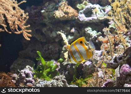 Copperband butterflyfish (Chelmon rostratus) tropical fish