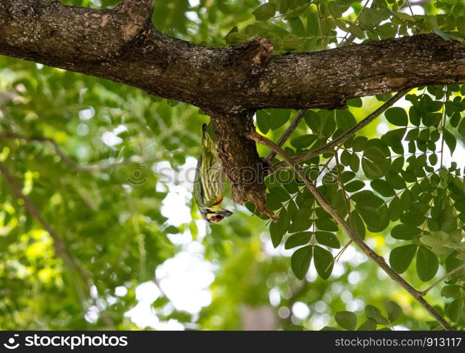 Coppersmith Barbet (Megalaima haemacephala) hanging down on a branch.