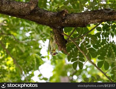 Coppersmith Barbet (Megalaima haemacephala) hanging down on a branch.