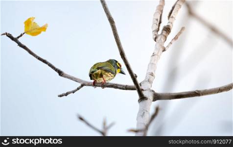 Coppersmith Barbet (Megalaima haemacephala) standing on branch in garden with sunlight.