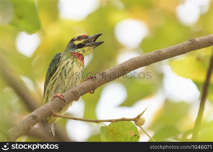 Coppersmith Barbet (Psilopogon haemacephalus) perching on a branch in the urban park.