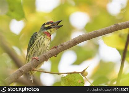 Coppersmith Barbet (Psilopogon haemacephalus) perching on a branch in the urban park.