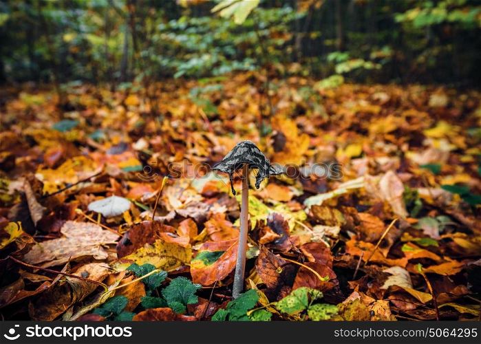 Coprinopsis picacea mushroom among autumn leaves in the forest in the fall with autumn leaves in beautiful autumn colors
