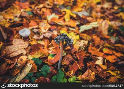 Coprinopsis picacea mushroom in the forest in the fall on the ground with autumn leaves in colorful autumn colors in october