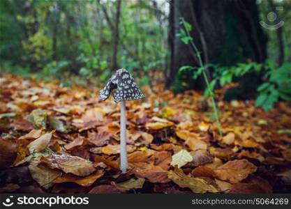 Coprinopsis picacea mushroom with a tall stalk and a black hat with white spots in a forest in the fall with golden autumn leaves
