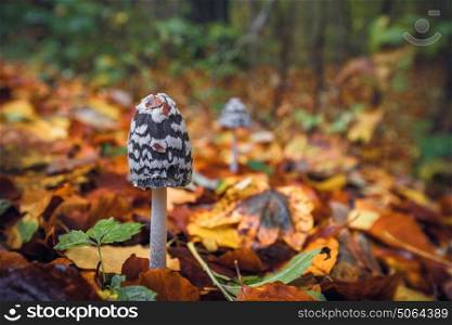 Coprinopsis picacea mushrooms in a autumn scenery in a forest with colorful autumn leaves on the ground and a mushroom in the background