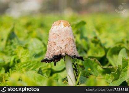 Coprinus comatus, The Shaggy Ink Cap, Lawyer&rsquo;s Wig, or Shaggy Mane Wild edible mushroom growing in a country meadow