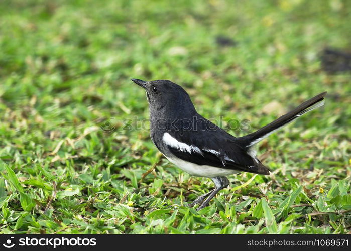 Copsychus saularis in nature on the lawn of the park.