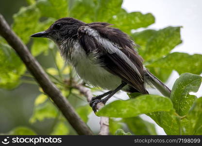 Copsychus saularis stands on a branch in nature.