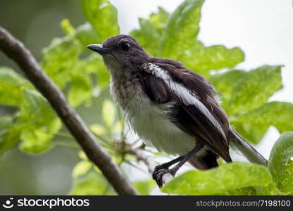 Copsychus saularis stands on a branch in nature.