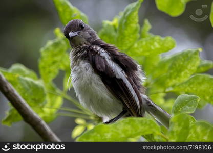 Copsychus saularis stands on a branch in nature.