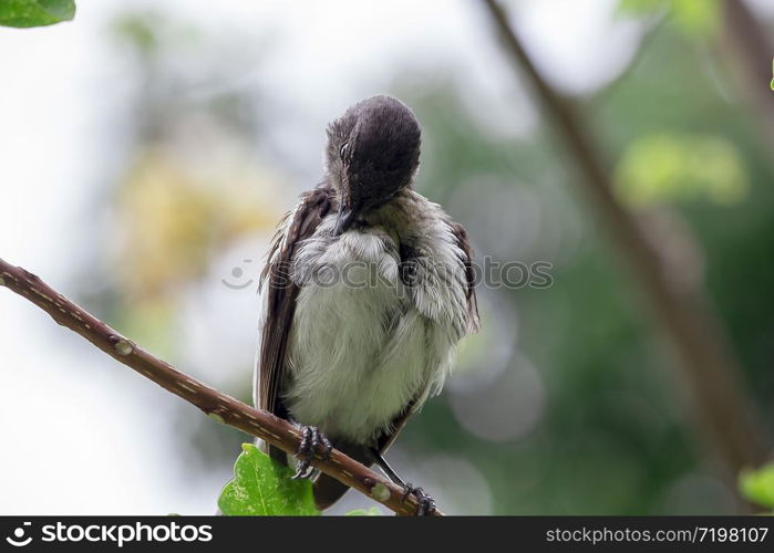 Copsychus saularis stands on a branch in nature.