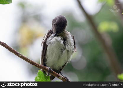 Copsychus saularis stands on a branch in nature.