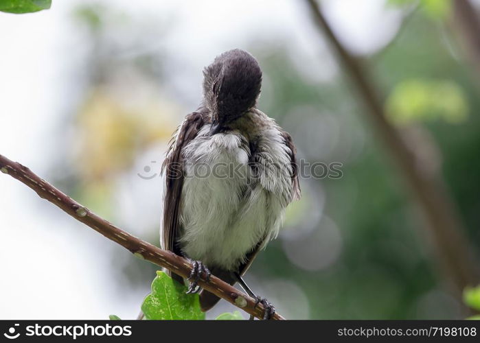 Copsychus saularis stands on a branch in nature.