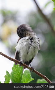 Copsychus saularis stands on a branch in nature.