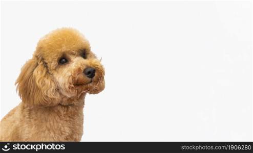 copy space domestic dog. High resolution photo. copy space domestic dog. High quality photo