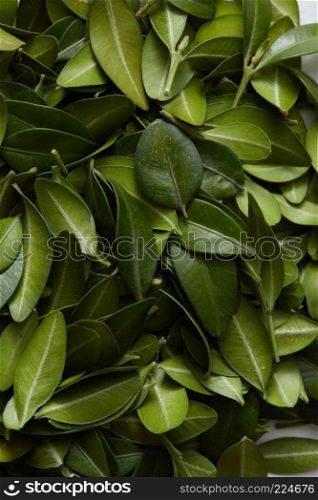 Copy space for expressing your ideas or emotions. Green leaves background or texture may be used for any posters. Many leaves may be used as background of any card.. Green leaves background
