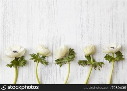 Copy space may be used for your ideas, emotions, etc. Composition of beautiful white flowers represented separately over white wooden background.. White flowers on white background