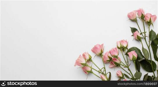 copy space roses. Resolution and high quality beautiful photo. copy space roses. High quality beautiful photo concept