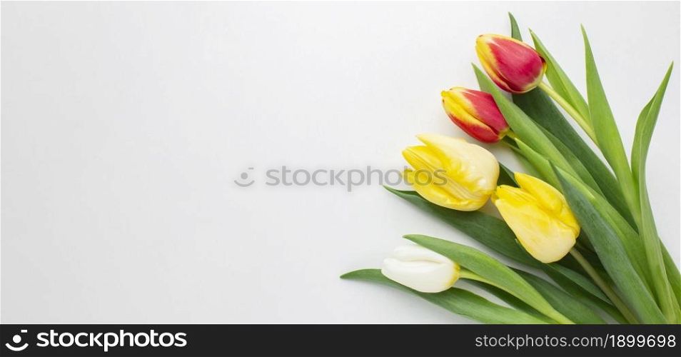 copy space tulips flowers. Resolution and high quality beautiful photo. copy space tulips flowers. High quality beautiful photo concept