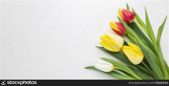 copy space tulips flowers. Resolution and high quality beautiful photo. copy space tulips flowers. High quality beautiful photo concept
