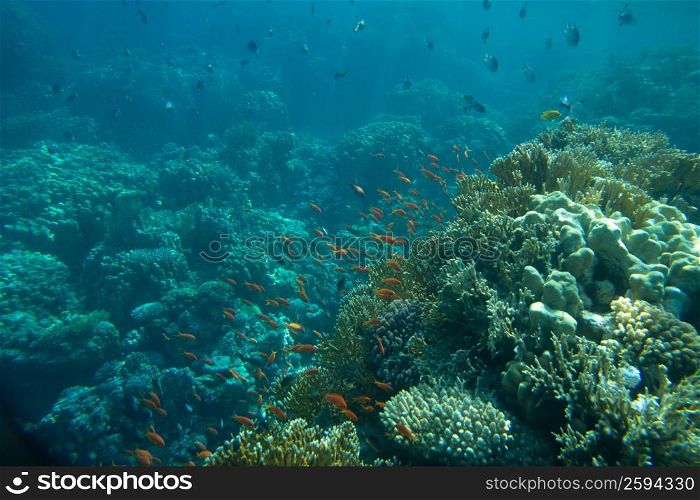 Coral and fish in the Red Sea