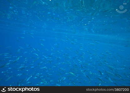 Coral and fish in the Red Sea