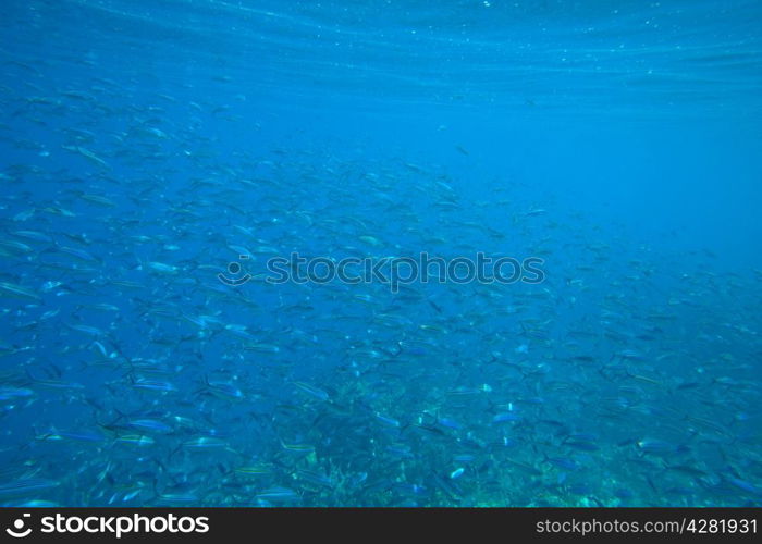 Coral and fish in the Red Sea