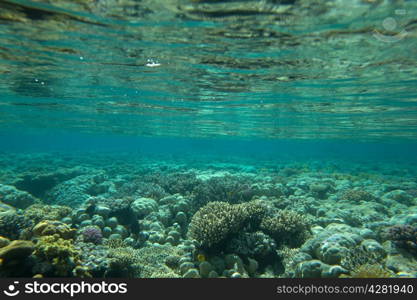 Coral and fish in the Red Sea