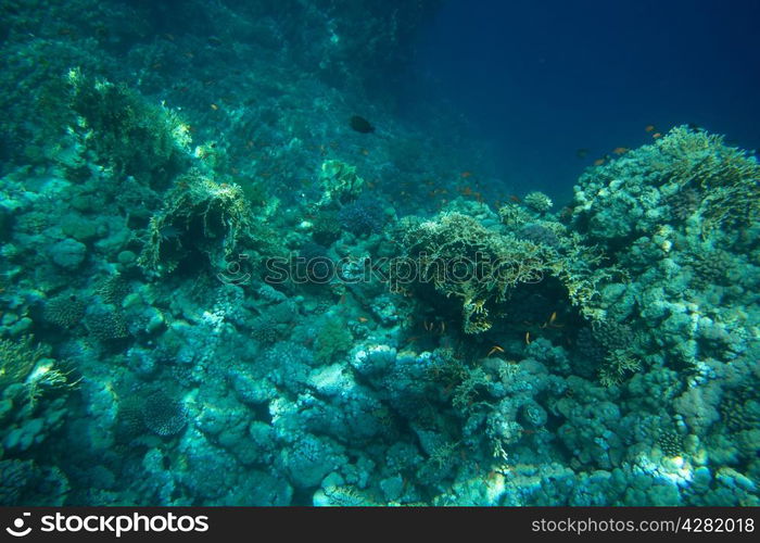 Coral and fish in the Red Sea