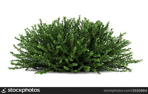 coral beauty bush isolated on white background