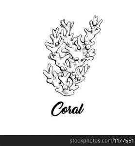 Coral black ink hand drawn illustration. Marine life, sea reef ecosystem wildlife monochrome engraving. Aquarium decoration. Scuba diving, snorkeling club logo. Poster, banner design element. Coral black and white illustration