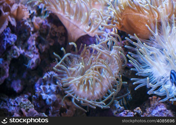 coral colors in the bottom of the ocean