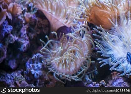 coral colors in the bottom of the ocean