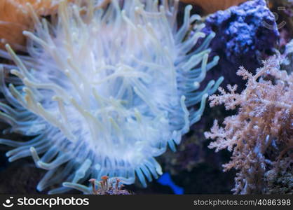 coral colors in the bottom of the ocean