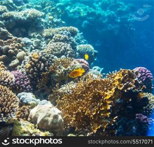 Coral fish in Red Sea,Egypt