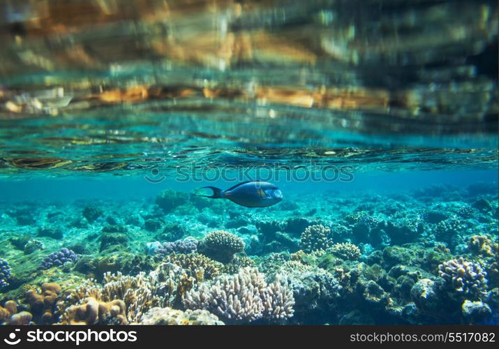 Coral fish in Red Sea,Egypt