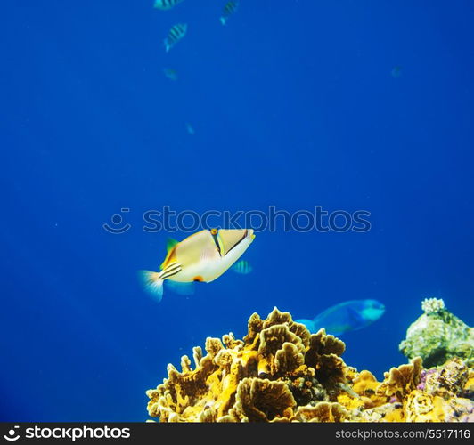 Coral fish in Red Sea,Egypt