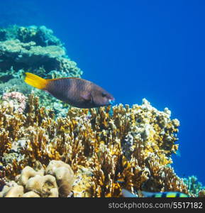 Coral fish in Red Sea,Egypt