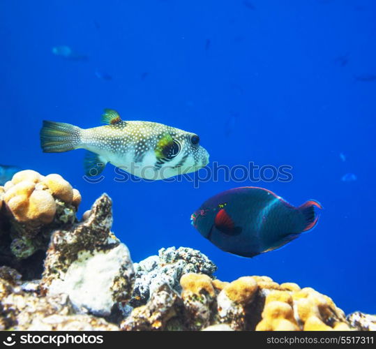 Coral fish in Red Sea,Egypt