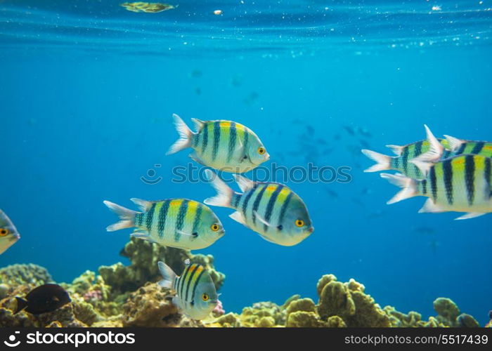 Coral fish in Red Sea,Egypt