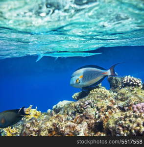 Coral fish in Red Sea,Egypt