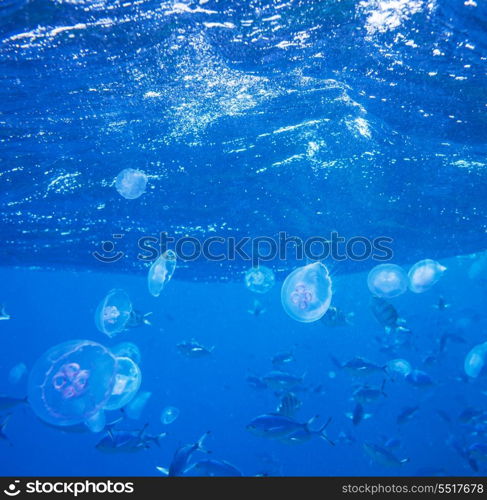 Coral fish in Red Sea,Egypt