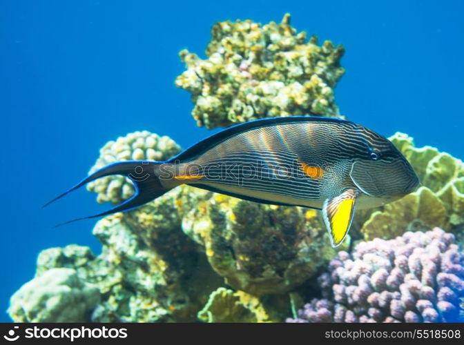 Coral fish in Red Sea,Egypt