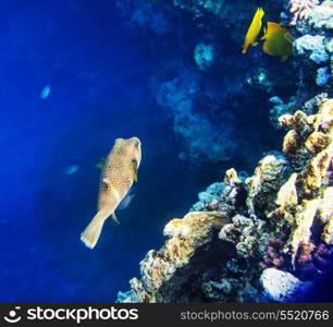 Coral fish in Red Sea,Egypt